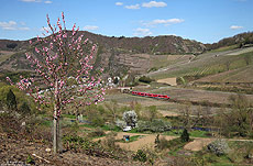 Panoramablick in das frühlingshafte Ahrtal bei Mayschoß mit 620 034 und blühendem Kirschbaum