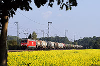 Am 25. September 2008 stand der Winterraps zwischen Bentlage und Salzbergen in voller Blüte. Mit einem Zug aus leeren Kesselwagen fährt hier die 145 003 nach Holthausen.