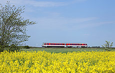 628 501 unterwegs als Sytshuttle Plus am Rapsfeld bei Langenhorn auf der Marschbahn