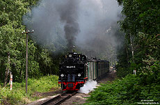 Zwischen Göhren und Philippshagen schaukelt der P228 durch den Wald und passiert einen der vielen Waldweg-Bahnübergänge. 12.7.2009