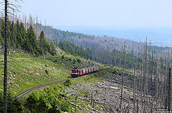 Harzkamel 199 874 bei Egerloch auf dem Weg zum Brocken